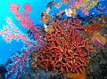 Bryozoaire Faux Corail